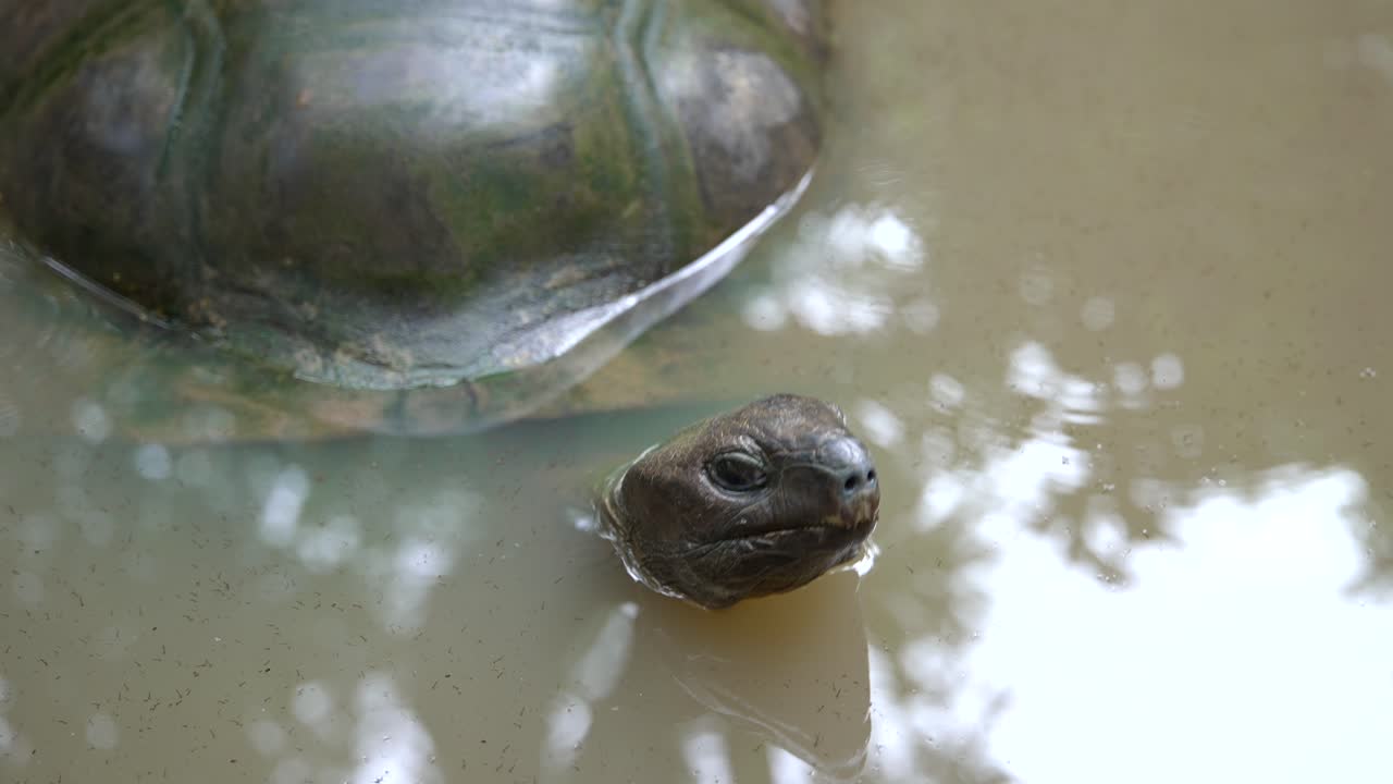 Video of incredible Tortoise in water from a botanical garden in Victoria on Mahe island in Seychelles