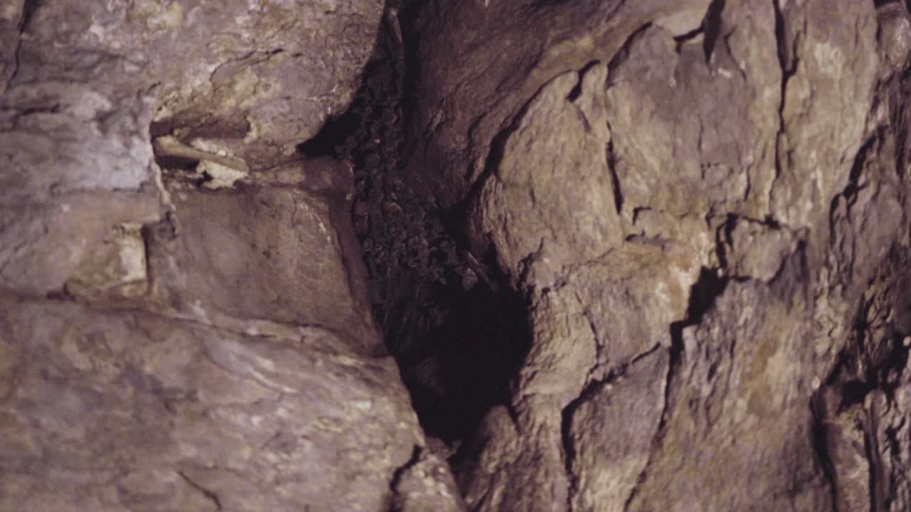 Colony of Bats nestled between blocks of ancient sandstone in an Angkorian temple. Low light conditions.