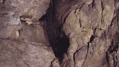 colony of bats nestled between blocks of ancient sandstone in an angkorian temple. low light conditions.