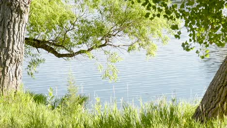 Lake-with-calm-ripples-framed-by-trees-and-branches-in-the-summer