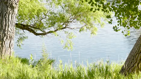 lake with calm ripples framed by trees and branches in the summer