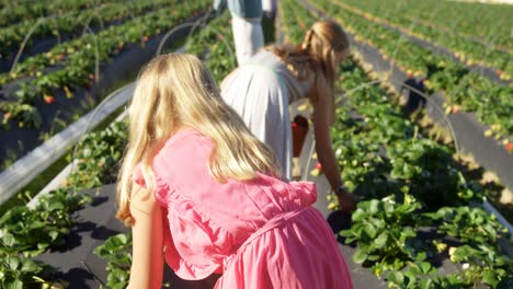 Girls-picking-strawberries-in-the-farm-4k