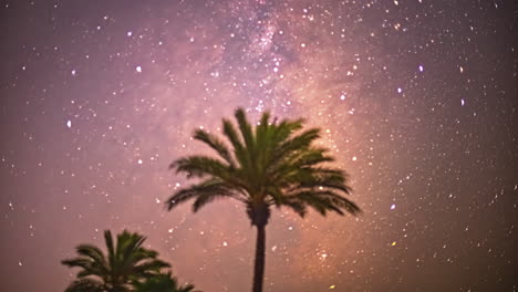 timelapse showcases palm tree amidst pink starry night sky as it gracefully moves across the background