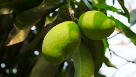 close up of green mango growing in tree with leaves