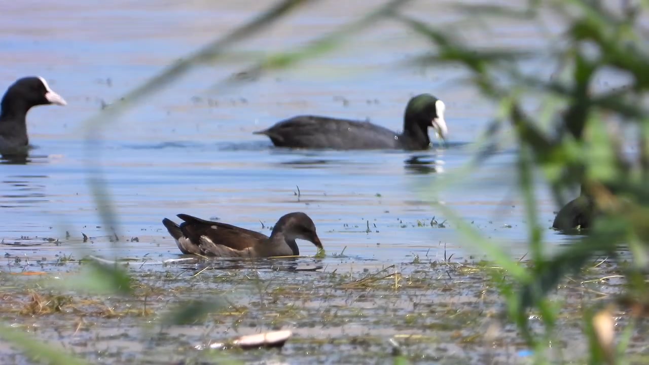 Folaghe eurasiatiche che nuotano e cercano cibo in un lago calmo