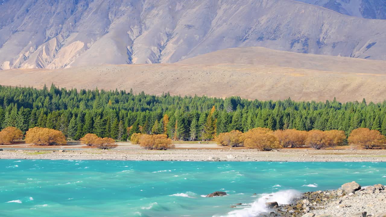 Wide shot of Lake Tekapo’s turquoise water, autumn trees, pine forest, and distant mountains under bright daylight, with gentle camera movement and natural lighting