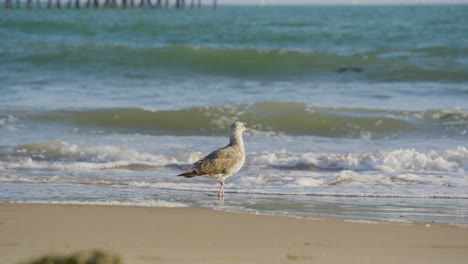 Toma-Estacionaria-De-Gaviota-Recogiendo-En-La-Arena-Con-Olas-Y-El-Muelle-De-Ventura-En-El-Fondo-Ubicado-En-El-Condado-De-Ventura-En-El-Sur-De-California