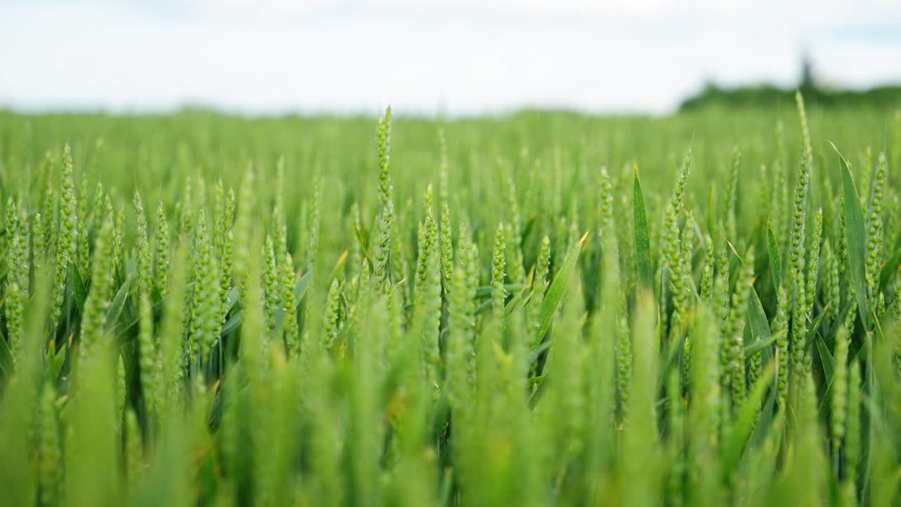 Green wheat field in spring, close-up with fresh crops growing under soft light