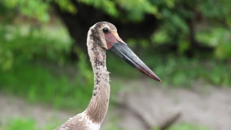 head of marabou stork bird in africa