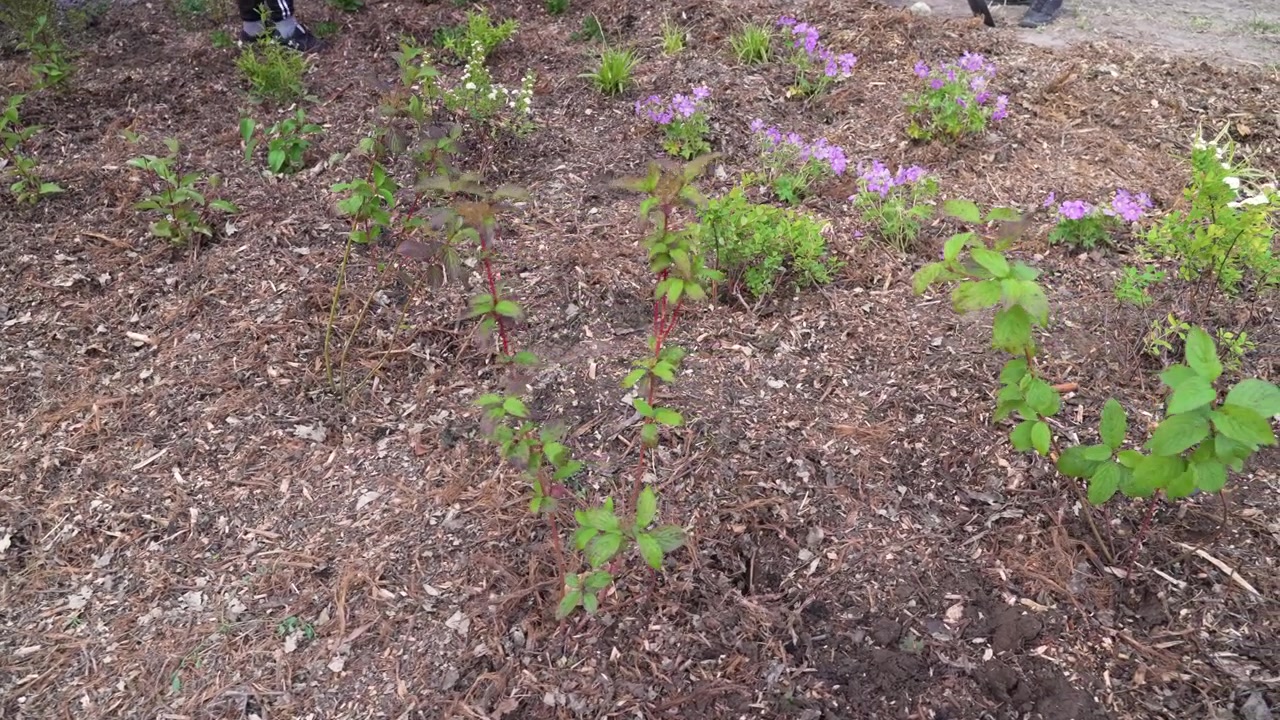 Regnbed med barkflis, hjemmehørende planter og blomster til bæredygtig xeriscaping og vandtilbageholdelse