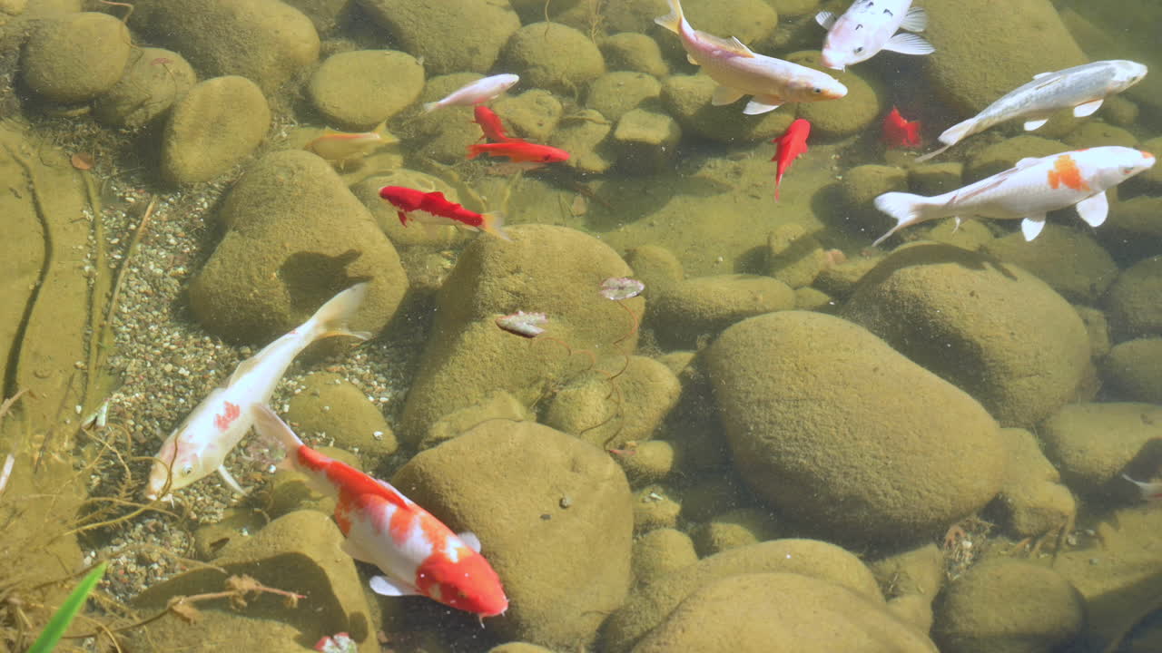 전통적인 일본 잉어는 바위가 있는 잉어 연못에서 헤엄칩니다.