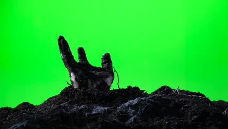 zombie hand emerging from the ground. green screen. 006