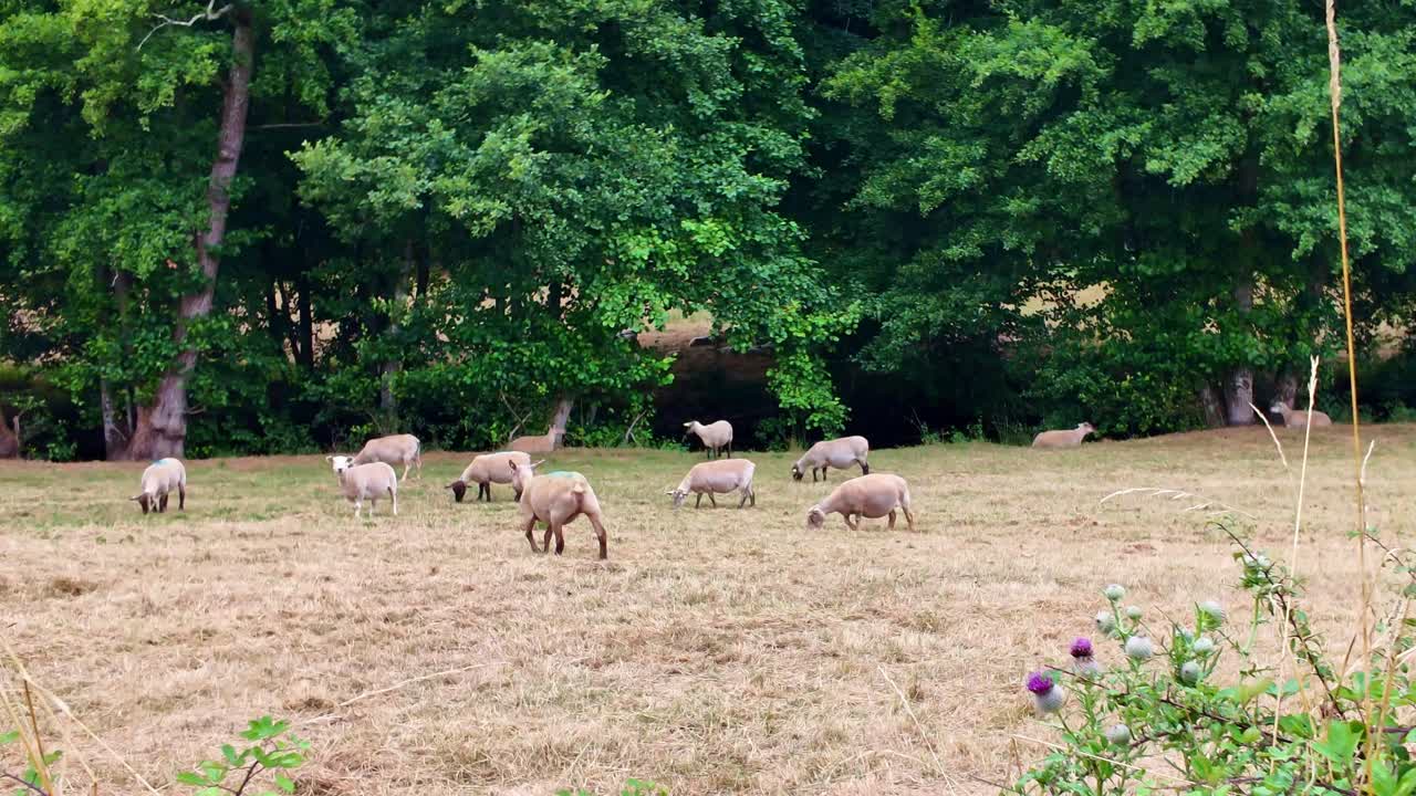 A group of sheep calmly grazing on grass in a peaceful field bordered by lush green trees under soft rain, representing rural pastoral scenery in France