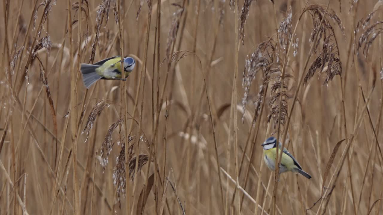 두 개의 파란 가슴이 갈대 줄기에 매달려 갈대에서 먹습니다.