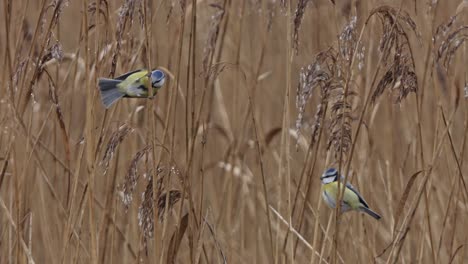 two blue tits hang from a reed stem and eat from the reed