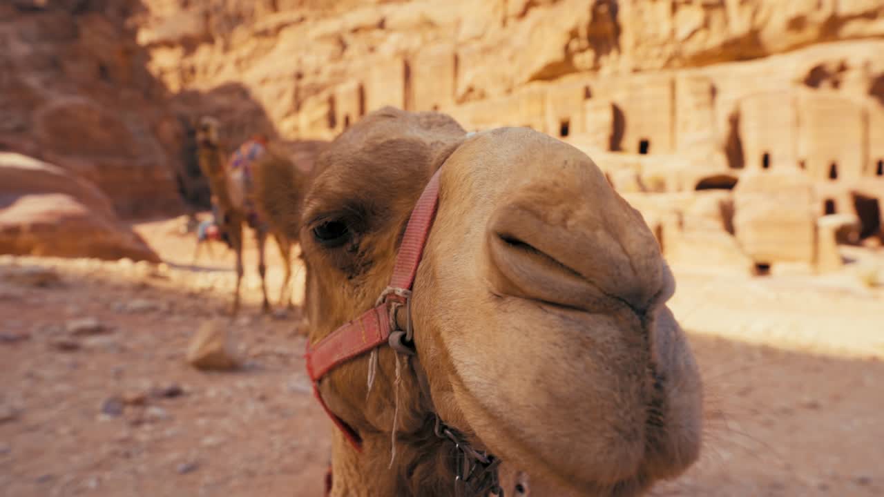 tres camellos en petra jordan en tumbas históricas en el sitio del patrimonio de la unesco tesoro khaznet tallado en piedra arenisca y piedra caliza animal camello desierto montando para turistas lugar de filmación de indiana jones