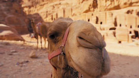 three camels in petra jordan at historic tombs at unesco heritage site treasury khaznet carved into sandstone and limestone. animal camel desert riding for tourists. indiana jones filming location