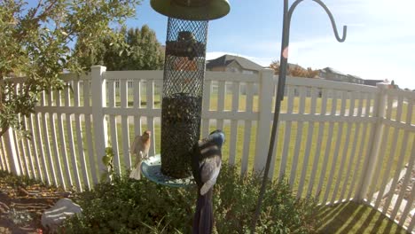 Common-grackle-and-a-house-finch-eat-from-a-sunflower-seed-feeder---slow-motion