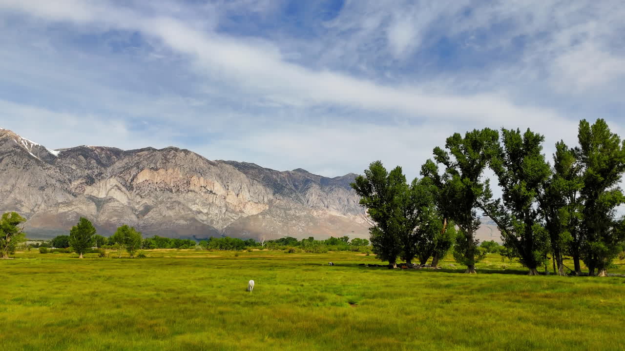 Panoramic drone shot around a white horses, grazing on a meadow in Bishop, USA