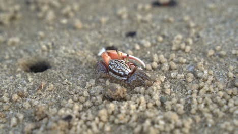 wild male sand fiddler crab in its natural habitat, foraging and sipping minerals on the tidal flat, feeds on micronutrients and creates tiny sand balls around its burrow, close up shot