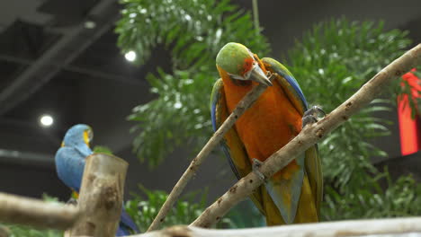 a female blue-and-gold macaw is nibbling off the tip of a twig, and on the far-left side of the frame is it mate, both perched on twigs inside a zoo in bangkok, thailand