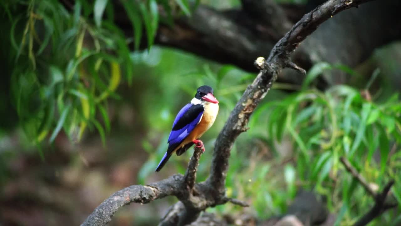 A black-capped king fisher is perch on a branch above a stream while waiting for an opportunity to swoop down and a grab a meal.