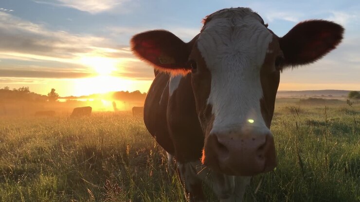 Close-up of a cow in a field at sunrise, low-angle shot