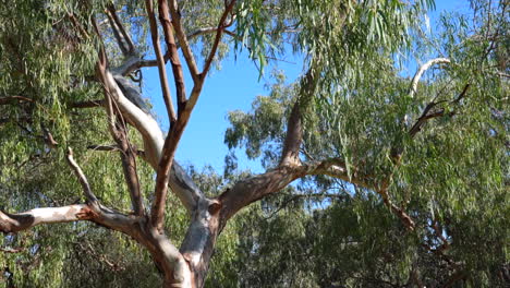native australian trees in the bush