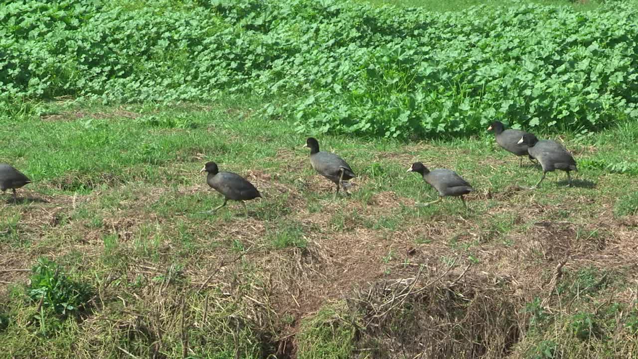 Eating grass on a riverbank
