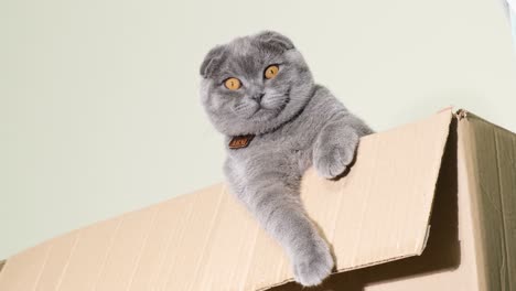 gray scottish fold cat in cardboard box