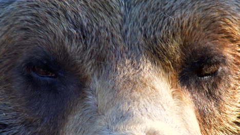 extreme close up of grizzly bear at grouse mountains refuge for endangered species in bc, canada