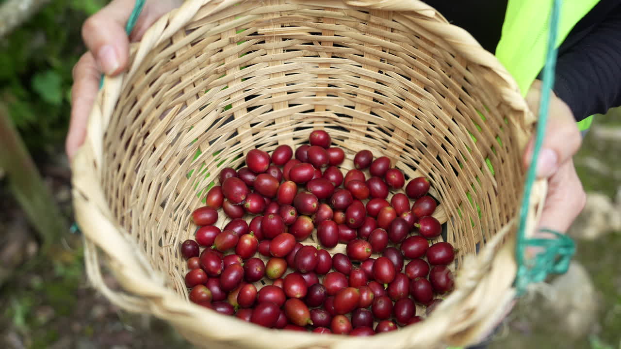 Vista dettagliata di un cesto intrecciato pieno di ciliegie di caffè mature in Colombia. Cattura tonalità rosse vivaci e texture, evidenziando la raccolta tradizionale. Scatto ravvicinato perfetto per temi legati al caffè