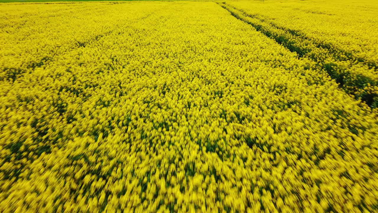 Vibrant aerial shot of a blooming rapeseed field with golden yellow flowers