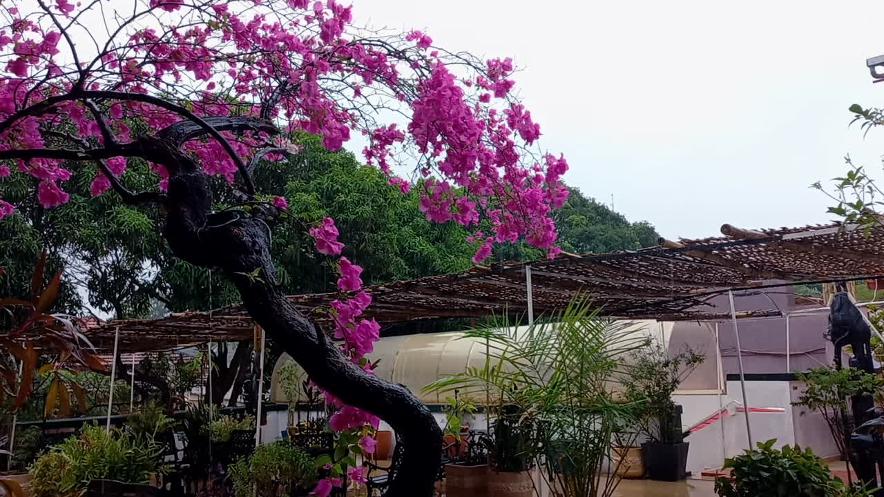 una terraza con una planta de bougainvillea rosa en un día muy lluvioso
