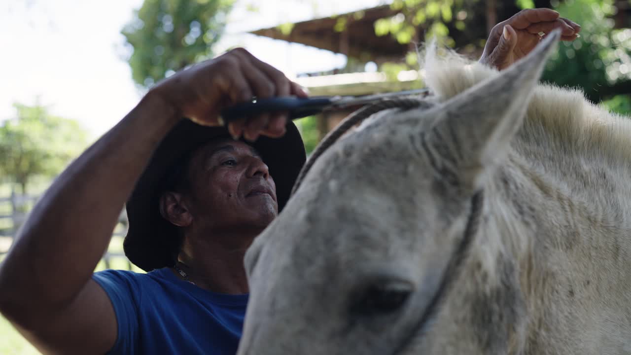 Man Grooming White Horse's Mane with Scissors Outdoors