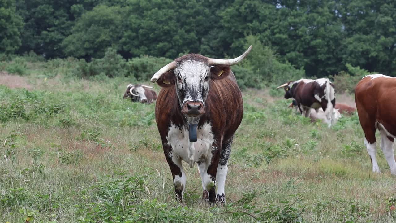 Longhorn Cattle. Kinver Edge. Staffordshire. UK. Their grazing helps to improve the habitat for wildlife and plants.