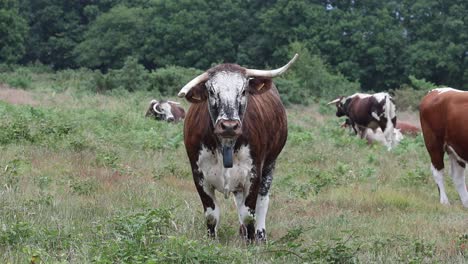 longhorn cattle. kinver edge. staffordshire. uk. their grazing helps to improve the habitat for wildlife and plants.