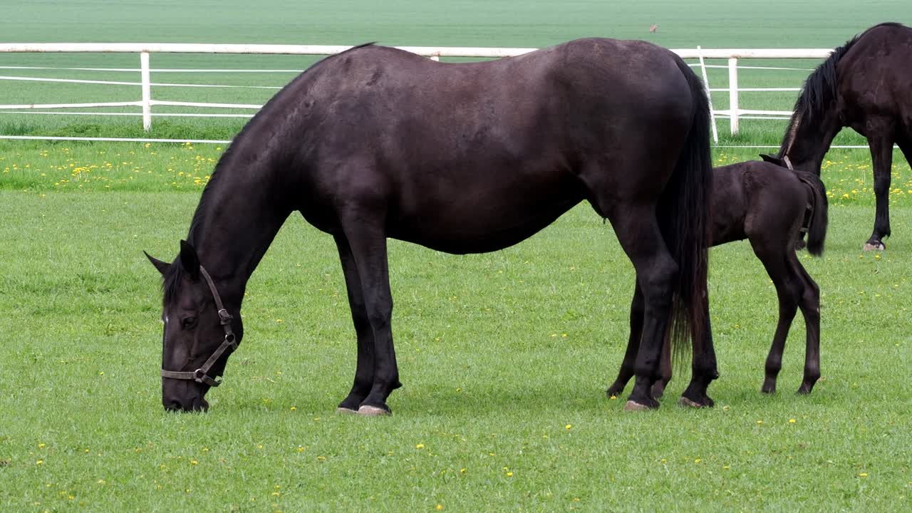 caballo kladrubio negro, yegua con potro