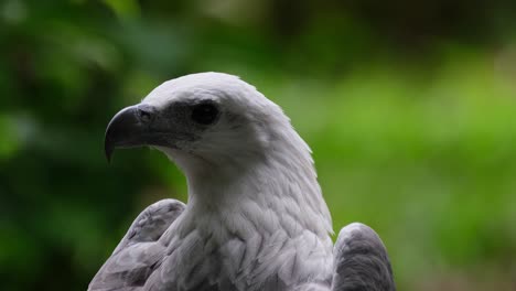 seen from its back with its head turned to the left as the camera zooms out, white-bellied sea eagle haliaeetus leucogaster, philippines