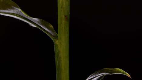 lowering along leafy stem of ginger plant growing indoors