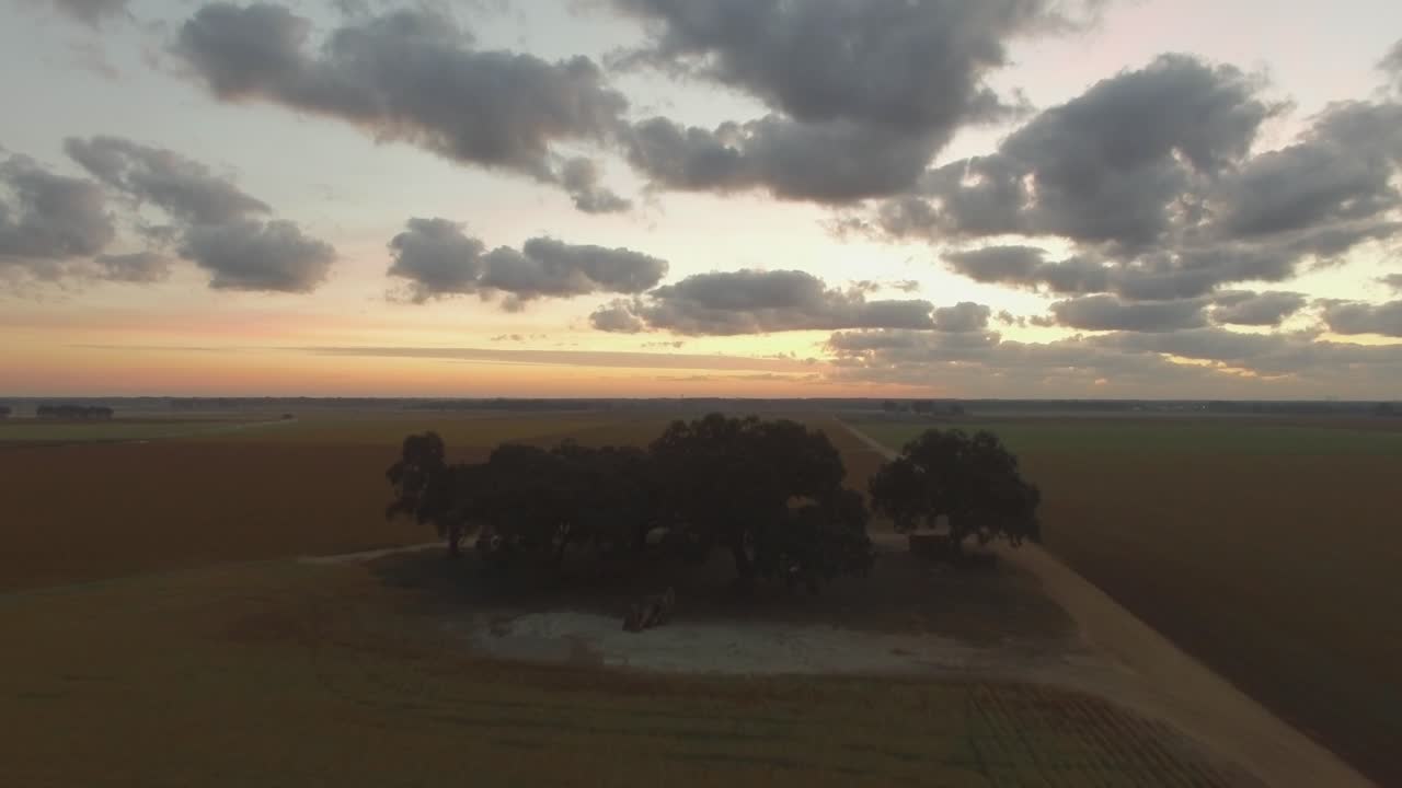 un grupo de árboles en medio de los campos agrícolas del sur al amanecer