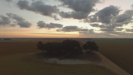 Un-Grupo-De-árboles-En-Medio-De-Los-Campos-Agrícolas-Del-Sur-Al-Amanecer