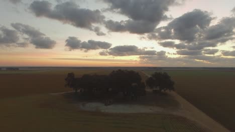 a group of trees in the middle of southern farm fields at sunrise