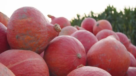 primer plano - la mano de la mujer alcanza una calabaza rojiza