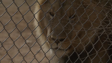 Majestätischer-Löwe-In-Gefangenschaft-Eines-Zoos-Gefangen