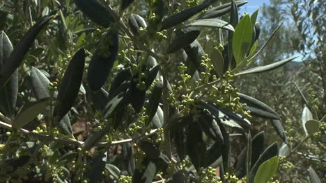 olive tree blossoms