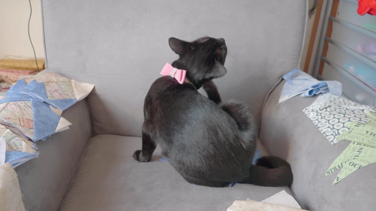 Gatto nero che si gratta l'orecchio, con indosso un collare rosa.