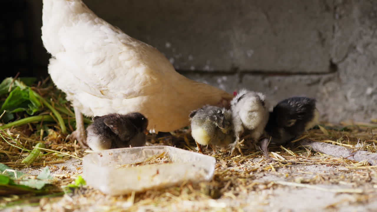 Eine Henne frisst an einem Frühlingstag mit ihren Küken Samen