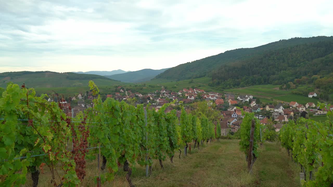 los viñedos en riquewihr están plantados alrededor de toda la ciudad