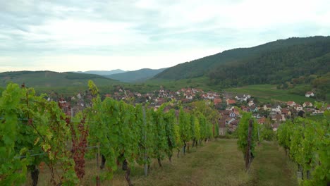 vineyards in riquewihr are planted around whole town